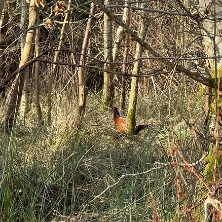 Silverbirch - 3 Bedrooms - Sleeps 6 Holiday home